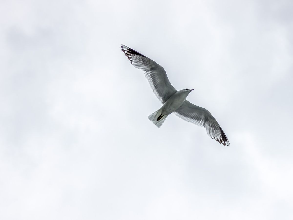 A seagull is flying in the sky with its wings spread wide, against a backdrop of overcast clouds.