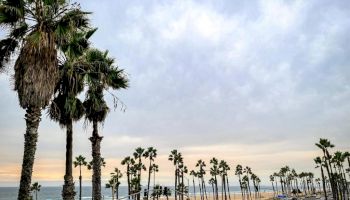 A coastal scene with a beach, numerous palm trees, and a road running parallel to the shore under a cloudy sky.